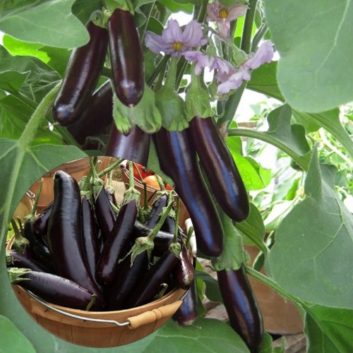 Solanum melongena 'Molongio' - Harilik baklažaan 'Molongio' 